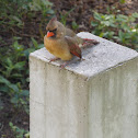 Northern Cardinal (female)