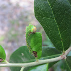 Polyphemus Moth Caterpillar