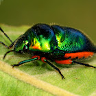 Green Jewel Bug