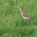 Indian Pond Heron