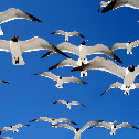 Seagull