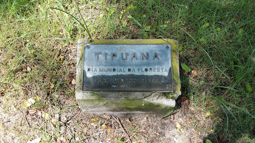 Tipuana