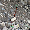 Coral Snake