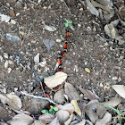 Coral Snake