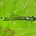Marsh Bluetail
