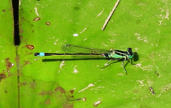 Spotting Image 1