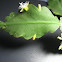 Catus Flower