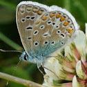 Common Blue