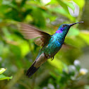 Green Violetear