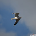 Common Gull