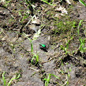 Tiger Beetle
