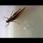 Grass hopper