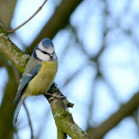Blue Tit