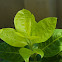 Pseuderanthemum reticulatum