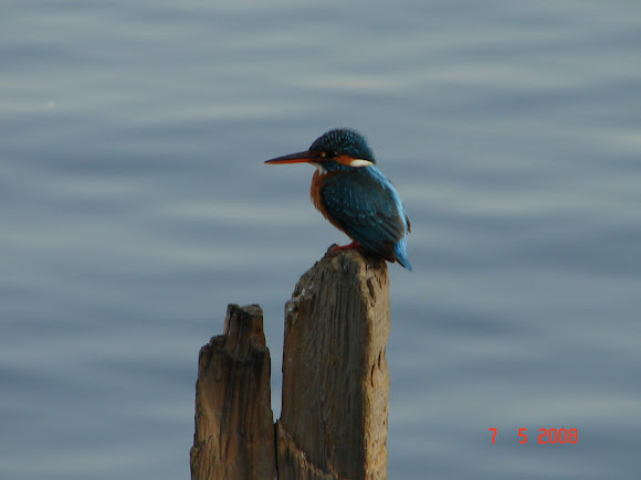 Spotting Image 1