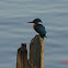 Common Kingfisher