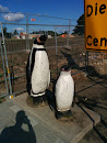 Pinguïns Emmen