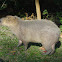 capybara