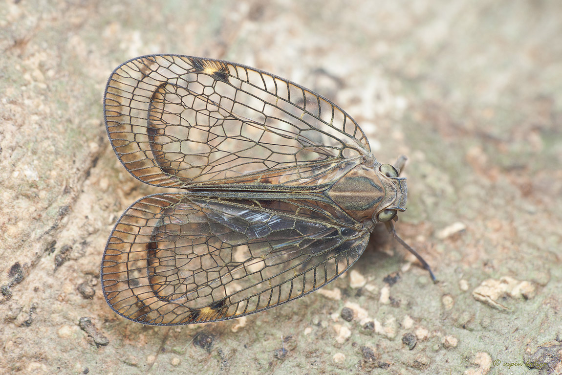 Planthopper
