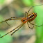spider