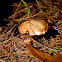 Suillus
