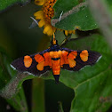 Grass Moth