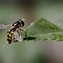 Hoverfly