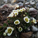 Tufted Saxifrage