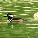 Hooded Merganser (male)