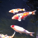 Koi fish