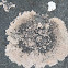 crustose Lichen