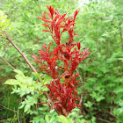 Multiflora Rose