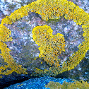 Yellow Lichen