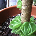Succulents