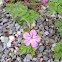 Herb Robert