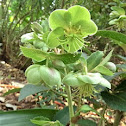 Helebore