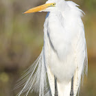 Great Egret