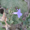 Wild Petunia