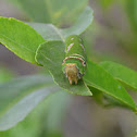 Unknown Caterpillar