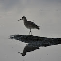 Willet