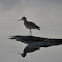 Willet