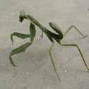 Female mantis