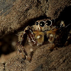 spider