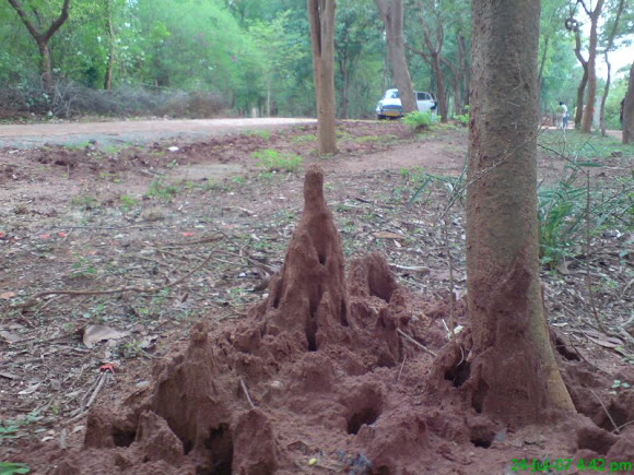 Spotting Image 1