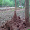 Ant Hill