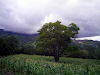Finca  En Salitral De Santa Ana 18 Hectareas