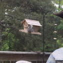 Eastern gray squirrel