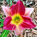 Daylily