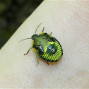 Green Stinkbug (Nymph)