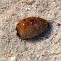 Cowry